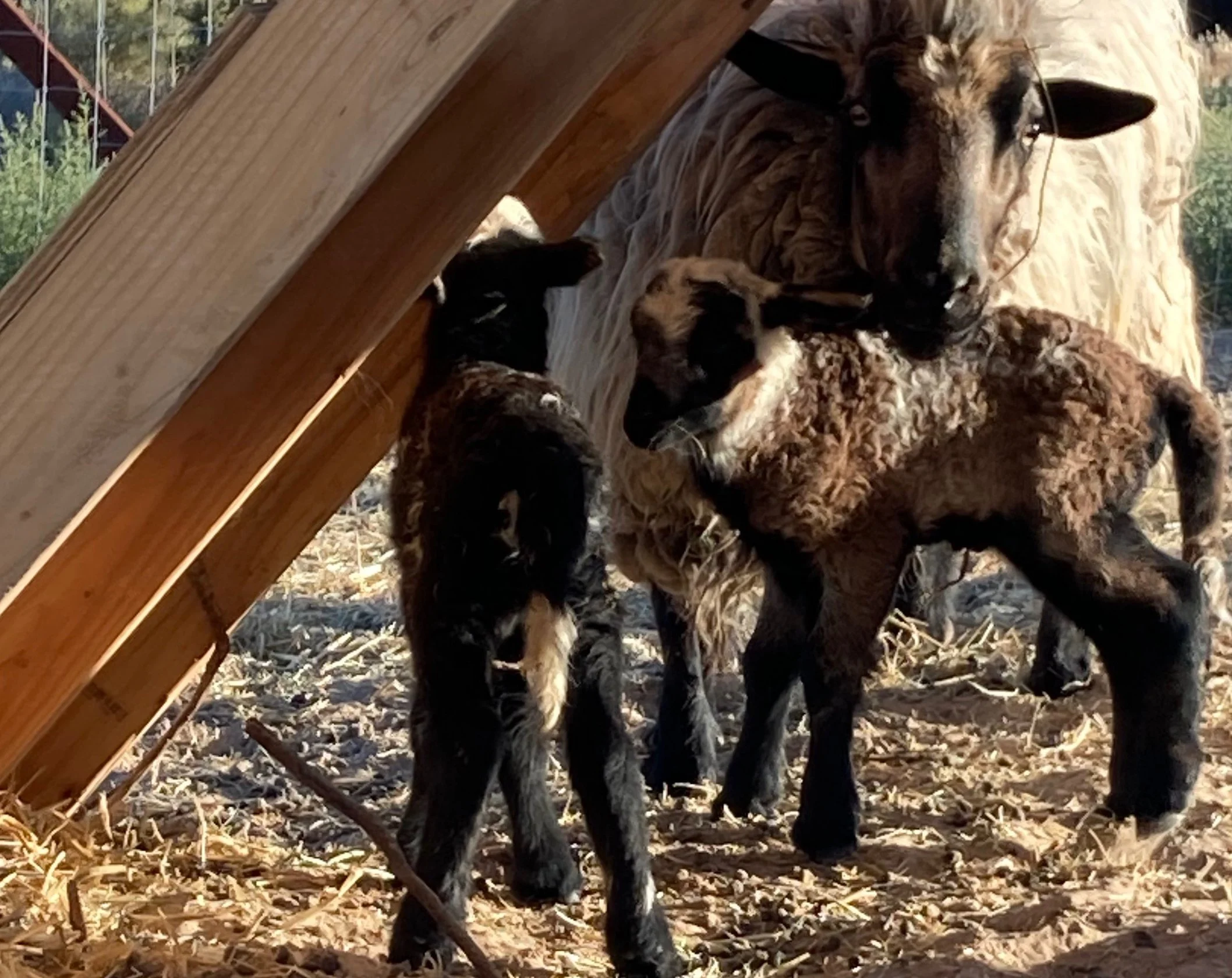 Meet Brownie's Lambs