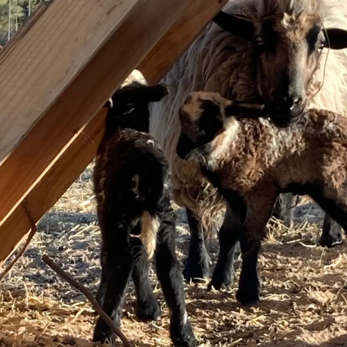 Meet Brownie's Lambs